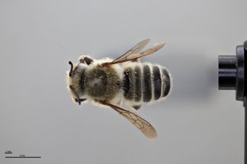 Media type: image;   Entomology 788784 Aspect: habitus dorsal view